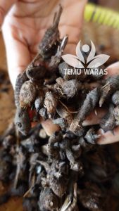 Umbi Rumput Teki 250gr atau Suket Teki Kering Asli Hutan