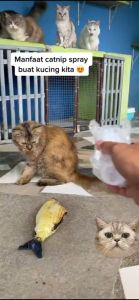 Furiri Dorrikey 120ml Cat Kitten Mint Catnip Grass Relax Anti Stress Spray Pet Training Toy Organic Natural Healthy