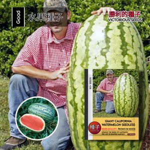 1 Pack (50 Biji) Benih Semangka Raksasa California Non biji Original Import / Benih Semangka Jumbo