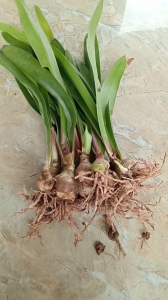 combo 10 cây hoa loa kèn giống