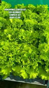 HYDROPONICS STARTER KIT 1 - GRANULAR NUTRIENTS FOR PROPER GROWTH OF THE PLANT Hydroponic Starter Kit Philippines Aquaponics Kit - Lazada