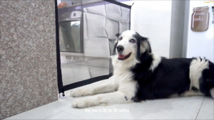 HATELI Dog Fence Gate for Stairs Doors Pet Gates for The House Cats Dogs Screen Mesh Gate for Doorways Stairways Indoor Safety