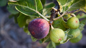 Dried Fig (Anjeer) I Buah Tin Kering I তিন I– Natural Sweet Sun-Dried Figs- DFR Official Store