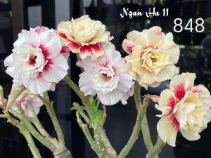 Adenium Obesum Bonsai ID 848 Ngan Han11 富贵花