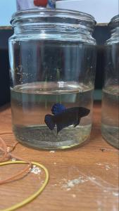Bangkok better blue male ikan laga