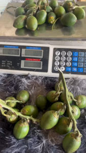 ผลหมาก หมากพลู สำหรับเคี้ยวหมาก สดใหม่ 1มัด