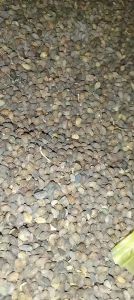 1kg hạt đu đủ chín sấy khô