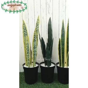 Pohon Hias Lidah Mertua Latex Hijau Muda Hijau Tua Hijau Full Artificial Pot Effiel Hitam Sanseveia Pajangan Rumah