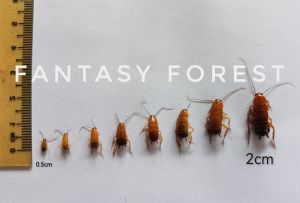 Turkestan cockroach / Red Runner 樱桃红蟑螂