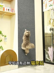 พรมแบบมีกาวในตัวแผ่นกันรอยขีดข่วนสำหรับแมวโซฟากันรอยขีดข่วนแผ่นป้องกันรอยขีดข่วนสำหรับแมวแผ่นรองโซฟาสามารถตัดให้เล็กลงได้ แผ่นปูรองโซฟาขูดแมวคลานกรอบโซฟาป้องกันด้วยตนเองพรมกันลื่นกระดานลับเล็บสำหรับแมวแมวของเล่นแมว