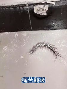 杀虫剂Ant Killer Powder Pest Control Insecticide Powder For Small Ants Cockroaches Insects Repellent Home Indoor Remove Insect