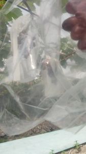 Bibit anggur import Taldun asli hasil grafting