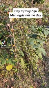 Cây canh châu ( dược liệu)