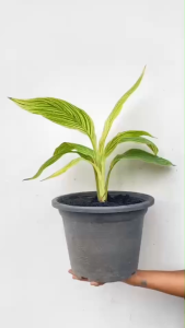 พุทธรักษาใบลาย พุทธรักษาใบด่าง Canna Lily ไม้มงคล