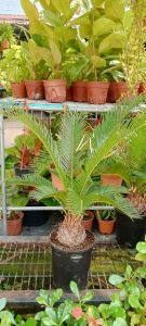 Anak Pokok Bogak dalam pasu (Pokok Hiasan berdaun)