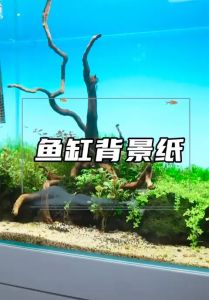 Aquarium 2-side Background 1unit=1meter Self-adhesive No Glue Sticker Design Landscape Wall Poster Wallpaper Double Sided Decoration Fish Tank Deco Ocean Picture 60cm / 2feet Height PVC