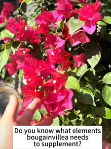 bougainvillea fertilizer 500G Organic fertilizer for bougainvillea