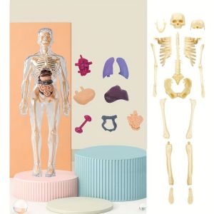 Human Body Anatomy Toy for Kids – Transparent Model with Removable Organs STEM Educational Puzzle (30cm)
