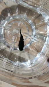 อาหารปลากัด ไรมาสเตอร์  ตักให้ปลากินได้เลย ผลิตด้วยกรรมวิธีทันสมัย สะอาด ใช้น้อย น้ำหนักแห้ง20กรัม