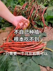 Benih Kacang Panjang Merah Renek(18 Seeds)/无架红长豆角籽/Dwart Red Long Bean Seeds