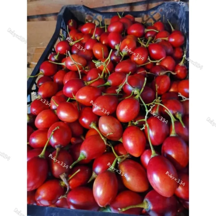 Cameron Highlands buah cinta ️ 自家种植金马伦爱情果😍😍 | Lazada