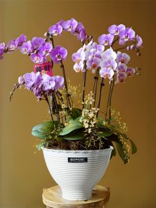 Ceramic Flower Pot Simple Style Chinese Porcelain Butterfly Orchid Special Pot Balcony Living Room Large Diameter Breathable