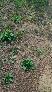 Gardening Tools Weeding Uprooting Tool 11 Teeth Dual Purpose Steel Forged Flower pot weeder【50CM】