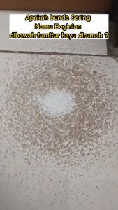 MALEO Spray Pengusir Rayap: Solusi Alami & Ramah Lingkungan