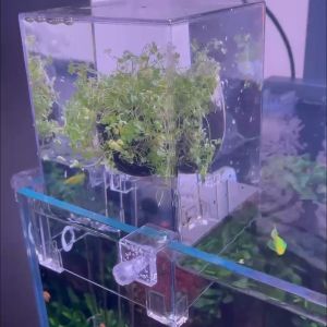 Cốc trồng cây thuỷ sinh | Cốc trồng cây Acrylic  Thủy tinh