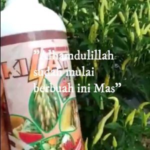 Pupuk Organik Cair Kilat: Pupuk Organik Kilat 1000 ml & Pupuk Hormon Kilat 500 ml