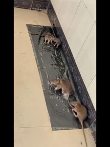 Dán mạnh để bắt chuột Bẫy chuột an toàn và tiện lợi cho gia đình(120x28cm)