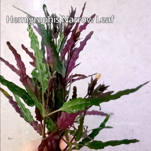 【LIVE】Aquatic Plant Dragons Tongue Hemigraphis Repanda Narrow Leaf Easy Maintain Low-Tech