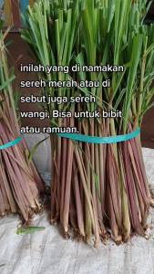 Serai Wangi Merah Putih