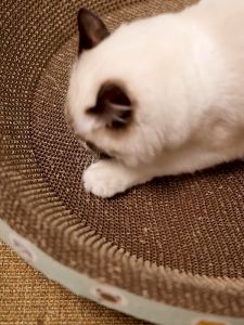 รูปอ่างลับเล็บแมวขนาดใหญ่ 25x40cm เพื่อเล่นแมว ฝนเล็บแมว เป็นที่นอนแมวไปในตัว