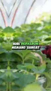Obat Hama Tanaman Daun dan Buah Semprot 250ml