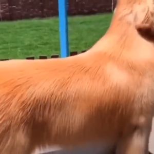 Sikat pijat mandi hewan peliharaan aksesoris perawatan mandi kucing dan anjing