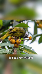 Pengusir Kelelawar & Burung 34HZ-70KHZ Alat Anti Burung Tanpa Bahan Kimia