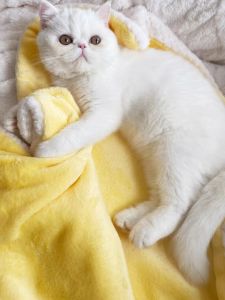 ผ้าห่มขนาดเล็กสำหรับแมวเบาะรองนอนโซฟาผ้าห่มขนแกะปะการังสองชั้นกันหนาวไม่ติดขนสำหรับฤดูหนาว