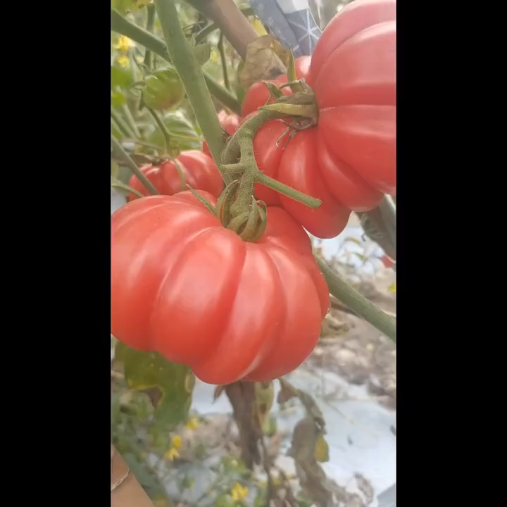 （100seeds/pack）Beefsteak Seeds - Pearl Tomato Seeds-A660