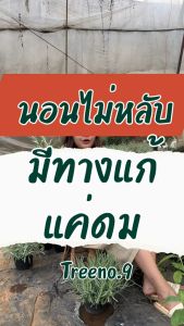 Treeno.9 T36 ลาเวนเดอร์กู้ดวิน Goodwin กลิ่นหอม 6 นิ้ว 30-40 ซม. สมุนไพรฝรั่ง ดีต่อสุขภาพ น้ำซุ่งใช้เวลาล่าสุด