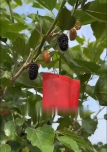 Bột Chống Chim Bồ Câu Do Not Come Near By Especial Smell Dove Repellent 365Days 20Pcs