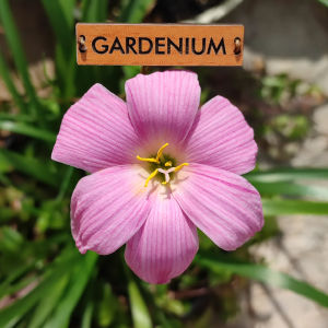 Umbi Bunga Rain Lily Pink Roll - Rainlily Zephyranthes Hybrid