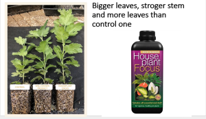 Growth Technology Houseplant Focus (Plant Nutrient Plant Fertilizer Liquid Compound Fertilizer Foliar Fertilizer Nitrogen Potassium Phosphorus Calcium Magnesium Manganese Zinc Copper Cobalt Iron Molybdenum Humic Acids & Fulvic Acids)