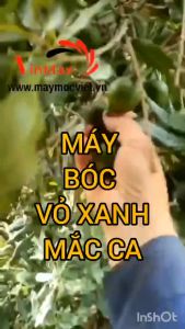 Máy bóc vỏ tươi quả mắc ca tại Quảng Ninh