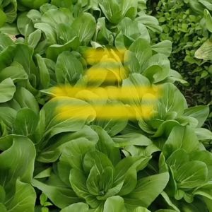 Benih Pakcoy NAULI F1 Isi 1500 Butir Cap Panah Merah