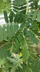 Daun Jayanti Segar Alami Di Petik Saat Order Masuk