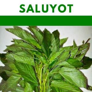 SALUYOT / Jute Leaves vegetable seeds