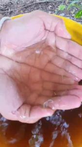 4Tree Booster (โฟร์ทรี 2 ซอง + บูสเตอร์ 2 ขวด) คู่หูพลังดูดซึมไว ทนโรค ทนหนาว ทนแล้ง สำหรับพืชทุกชนิด ไคโตซานประสิทธิภาพสูง ของแท้ 100%