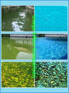 FAKEDA | Algae and Moss Remover & Disinfectant for Garden and Water Features