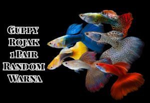 Guppy Fish Random 1 Pair